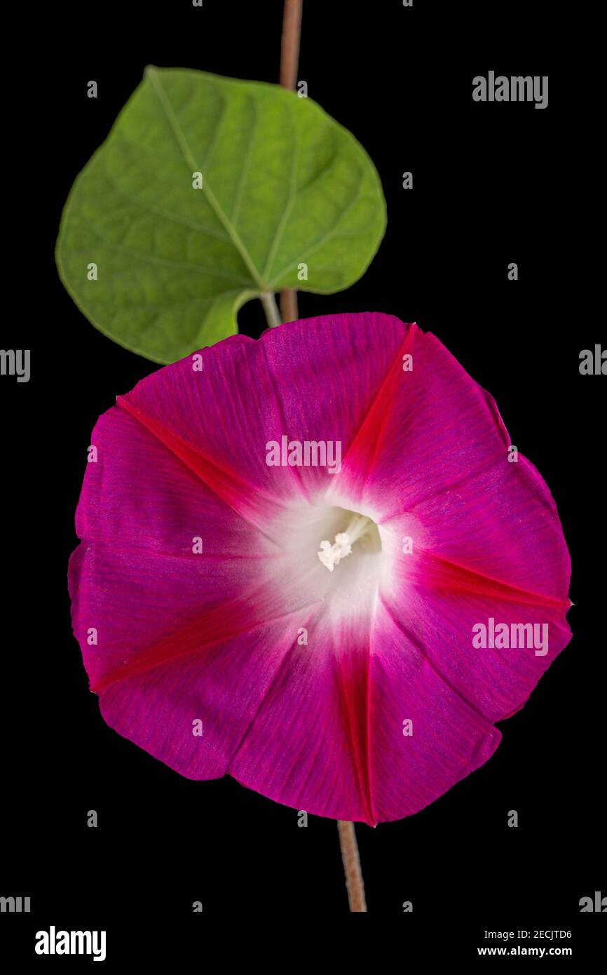 Ipomoea purpurea (Morning glory), pink flower and bud with twisted