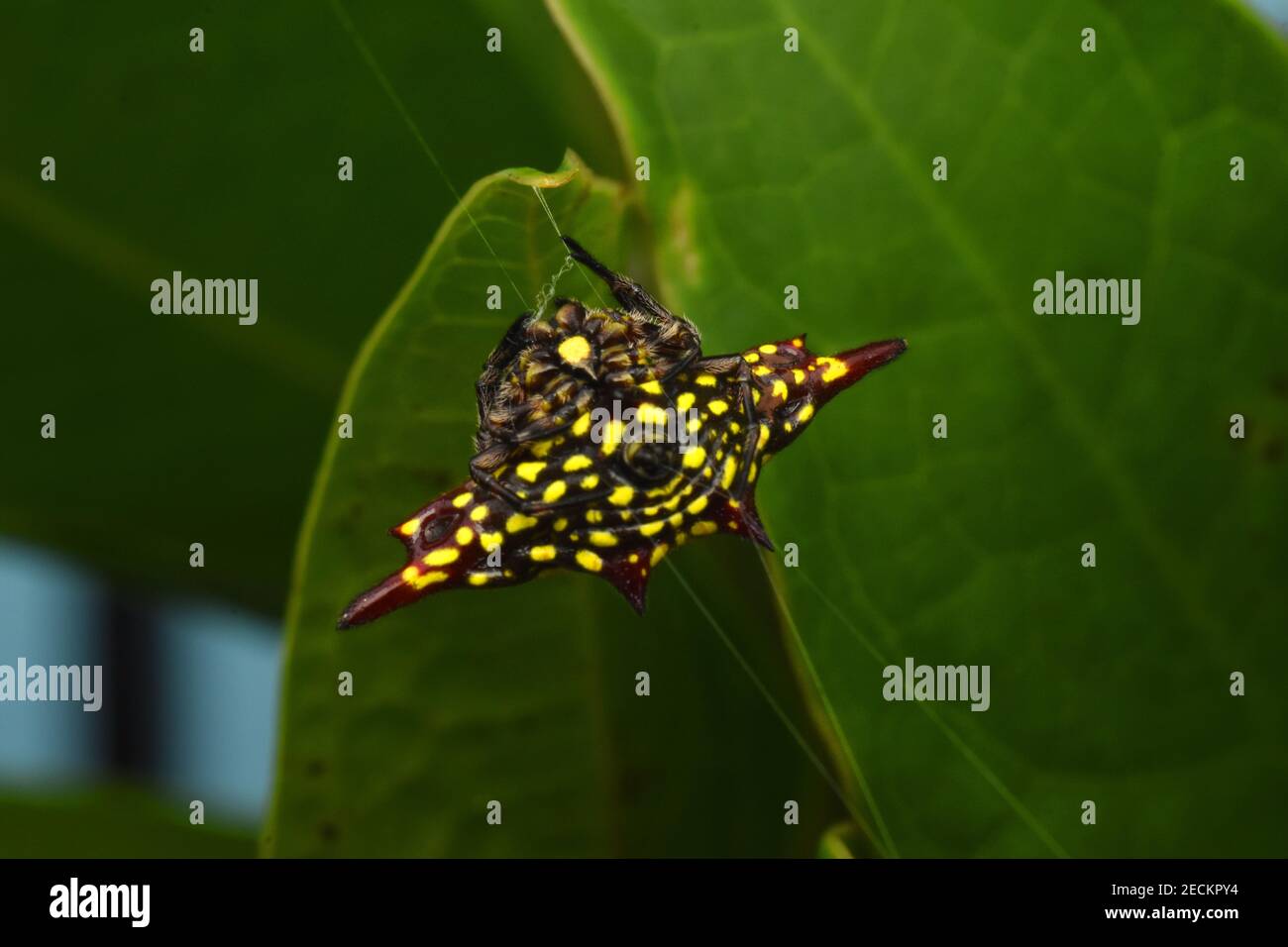 Yellow spiny orb spider, abdominal view Stock Photo