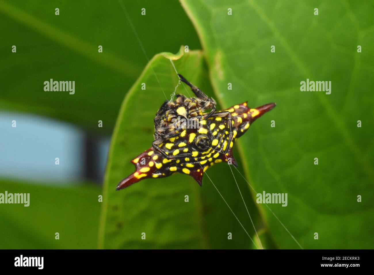 Yellow spiny orb spider, abdominal view Stock Photo
