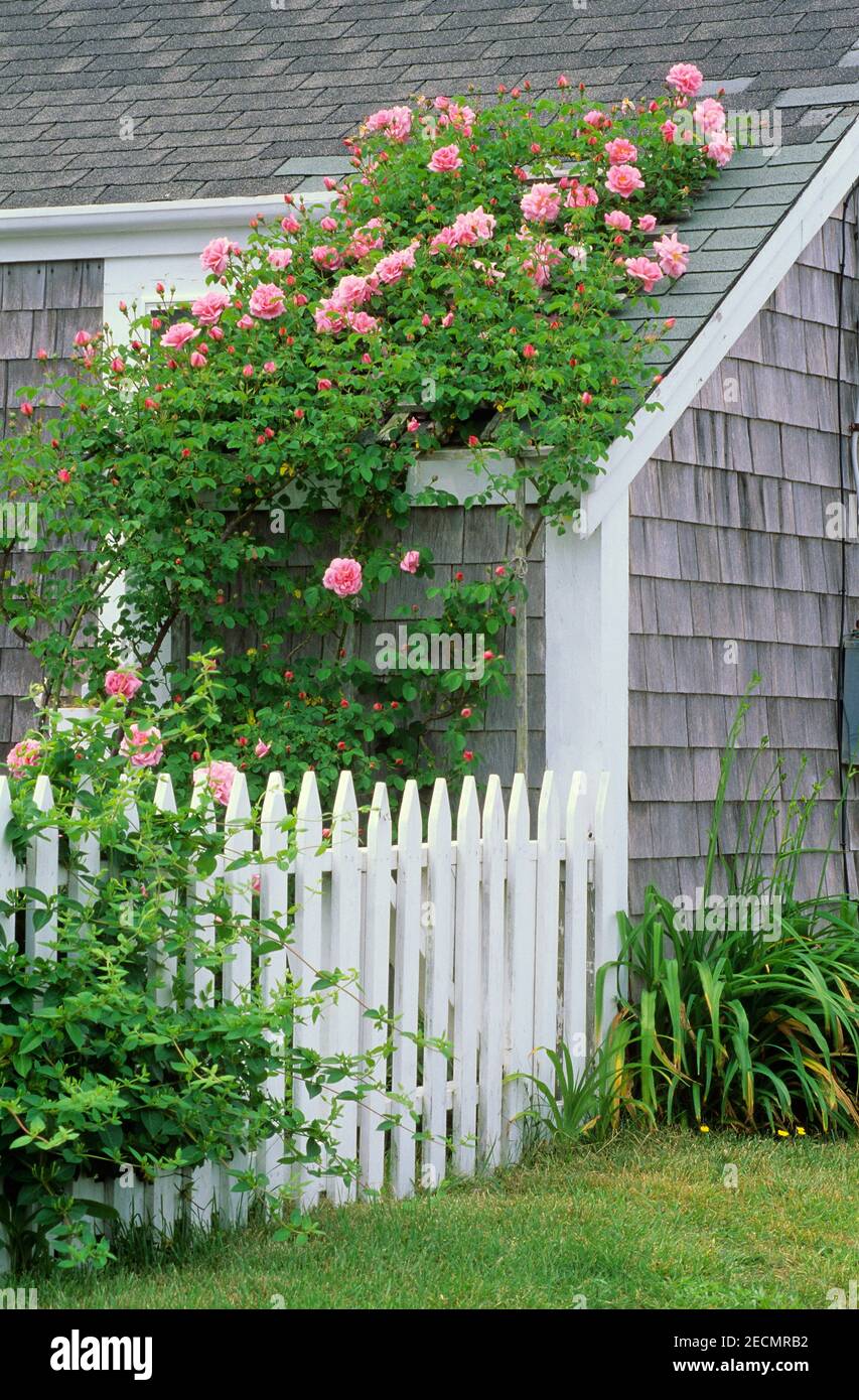 Climbing Roses and a Clapboard House, Nantucket, Massachusetts, USA Stock Photo