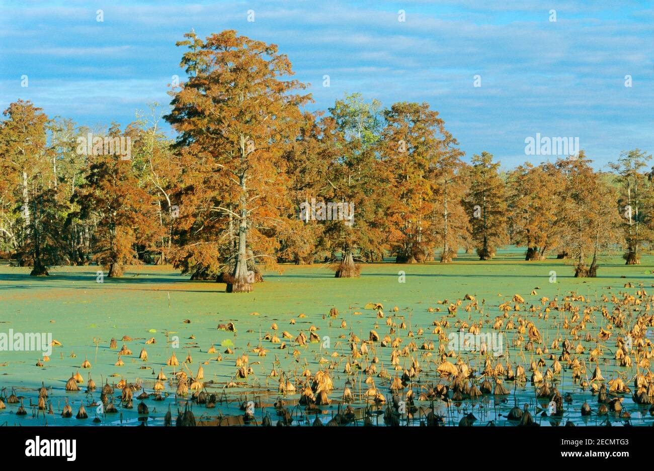 Bald Cypress Trees, Horseshoe Lake State Park, Illinois, USA Stock
