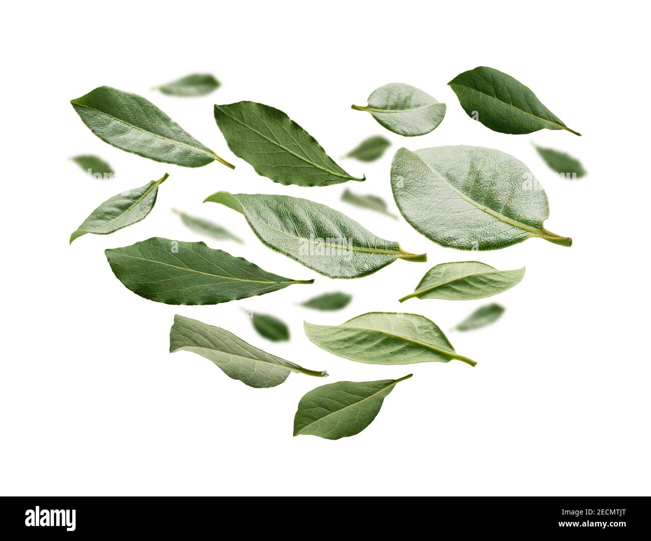 Green Bay leaves in the shape of a heart on a white background Stock ...