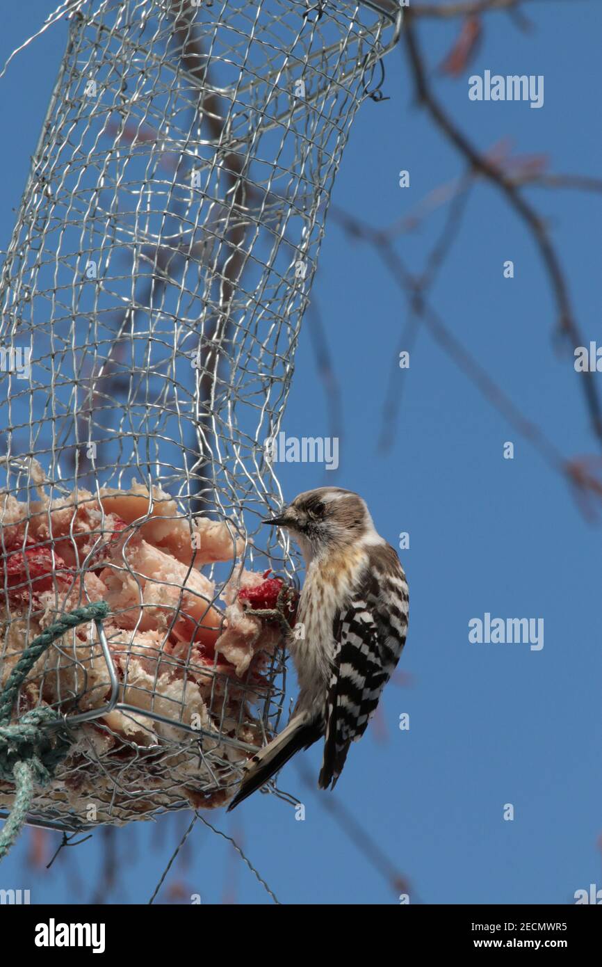 A woodpecker feeds from a homemade metal bird feeder Stock Photo