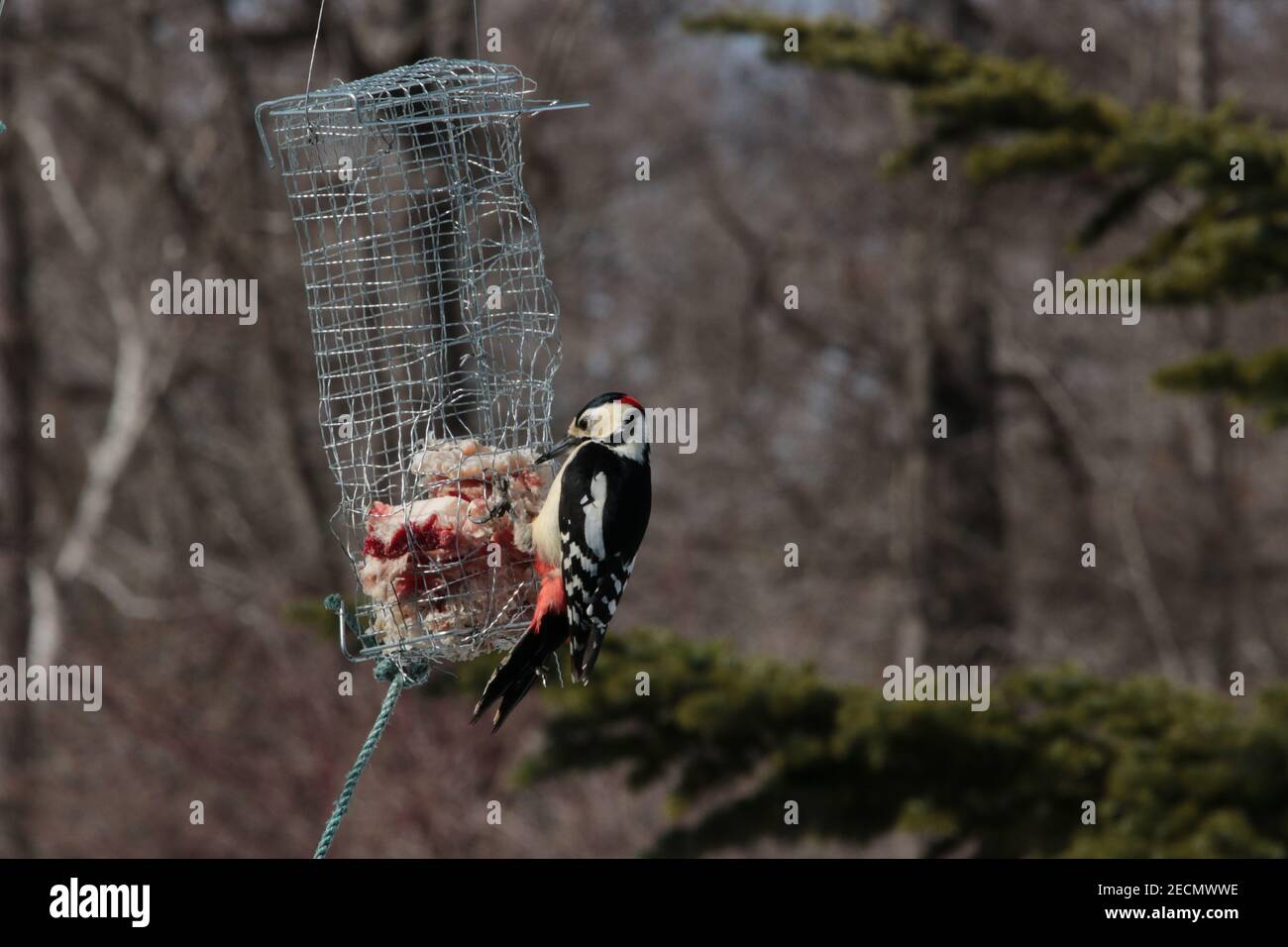A woodpecker feeds from a homemade metal bird feeder Stock Photo Alamy