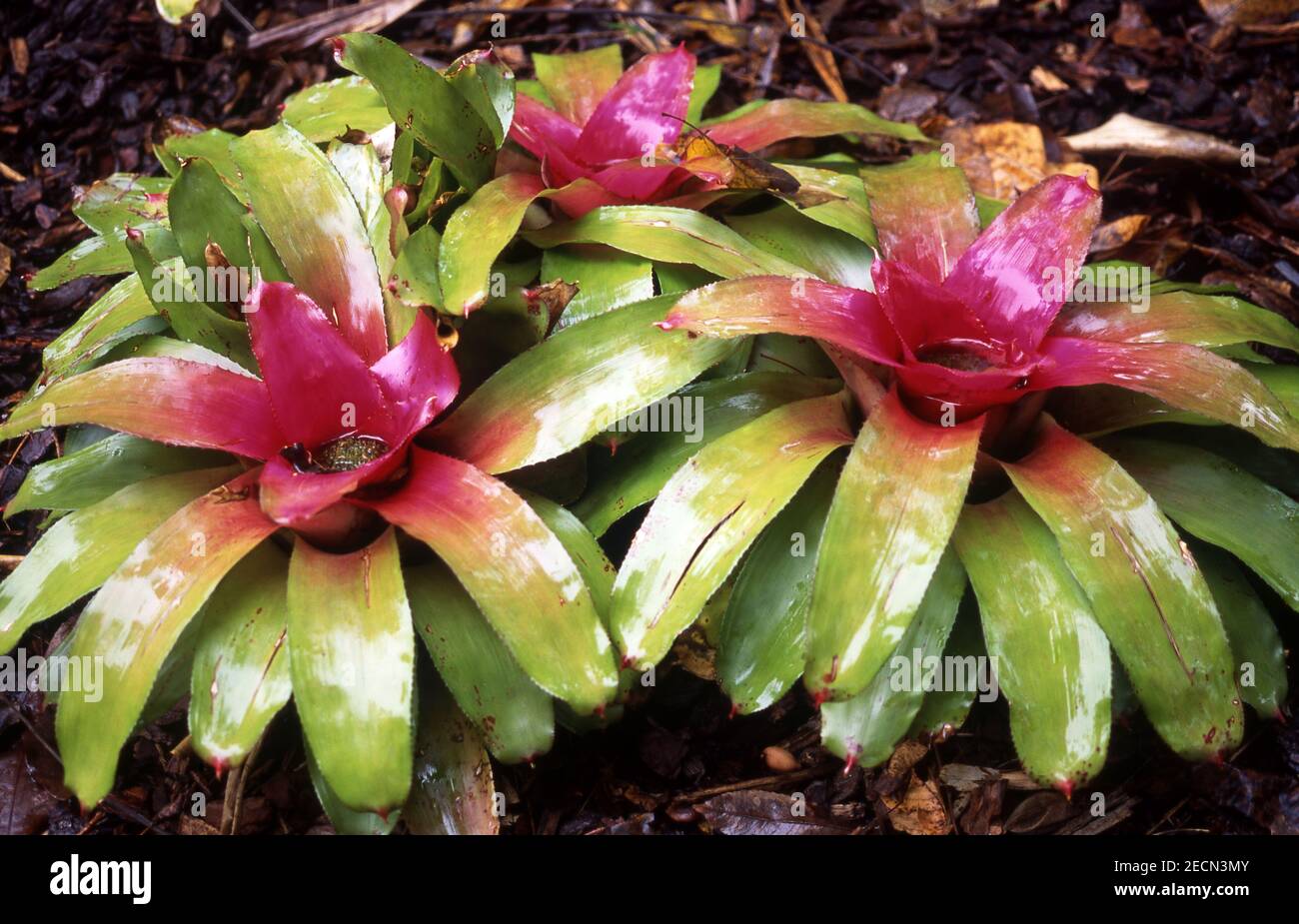NEOREGELIA'S EPIPHYTIC FLOWERING PLANTS WITH CUPS FULL OF WATER AFTER THE RAIN, SYDNEY. AUSTRALIA Stock Photo