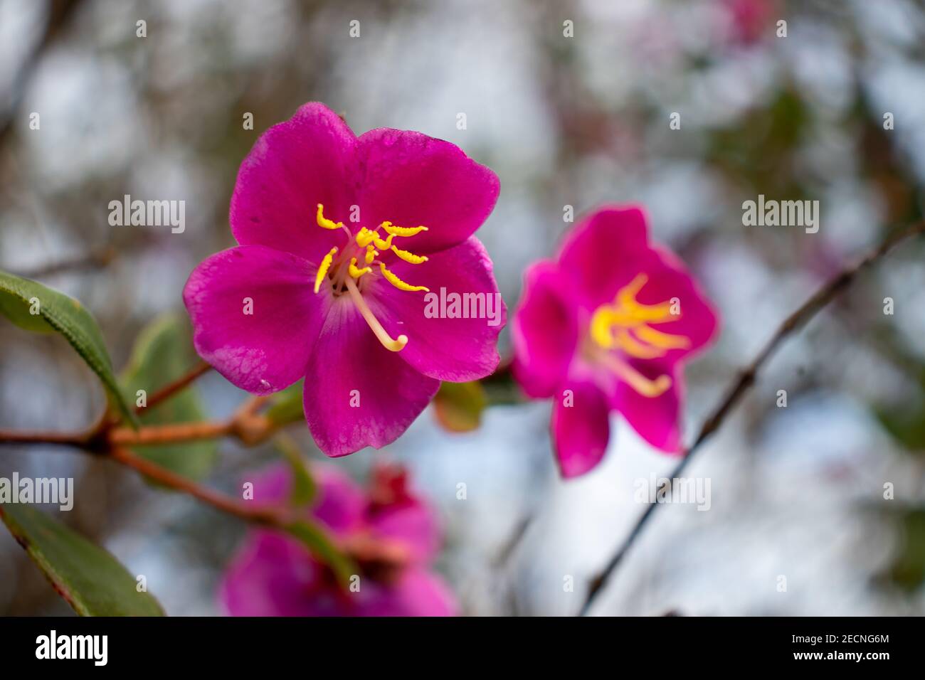 A selective focus shot of a blooming pink flower Stock Photo