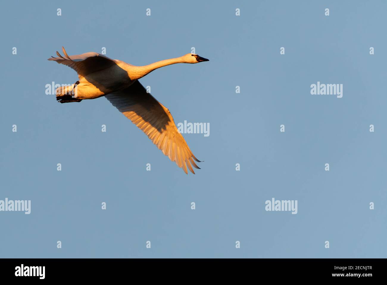 Trumpeter swan (Cygnus buccinator) in flight during sunrise, Fir Island, Washington, USA Stock Photo