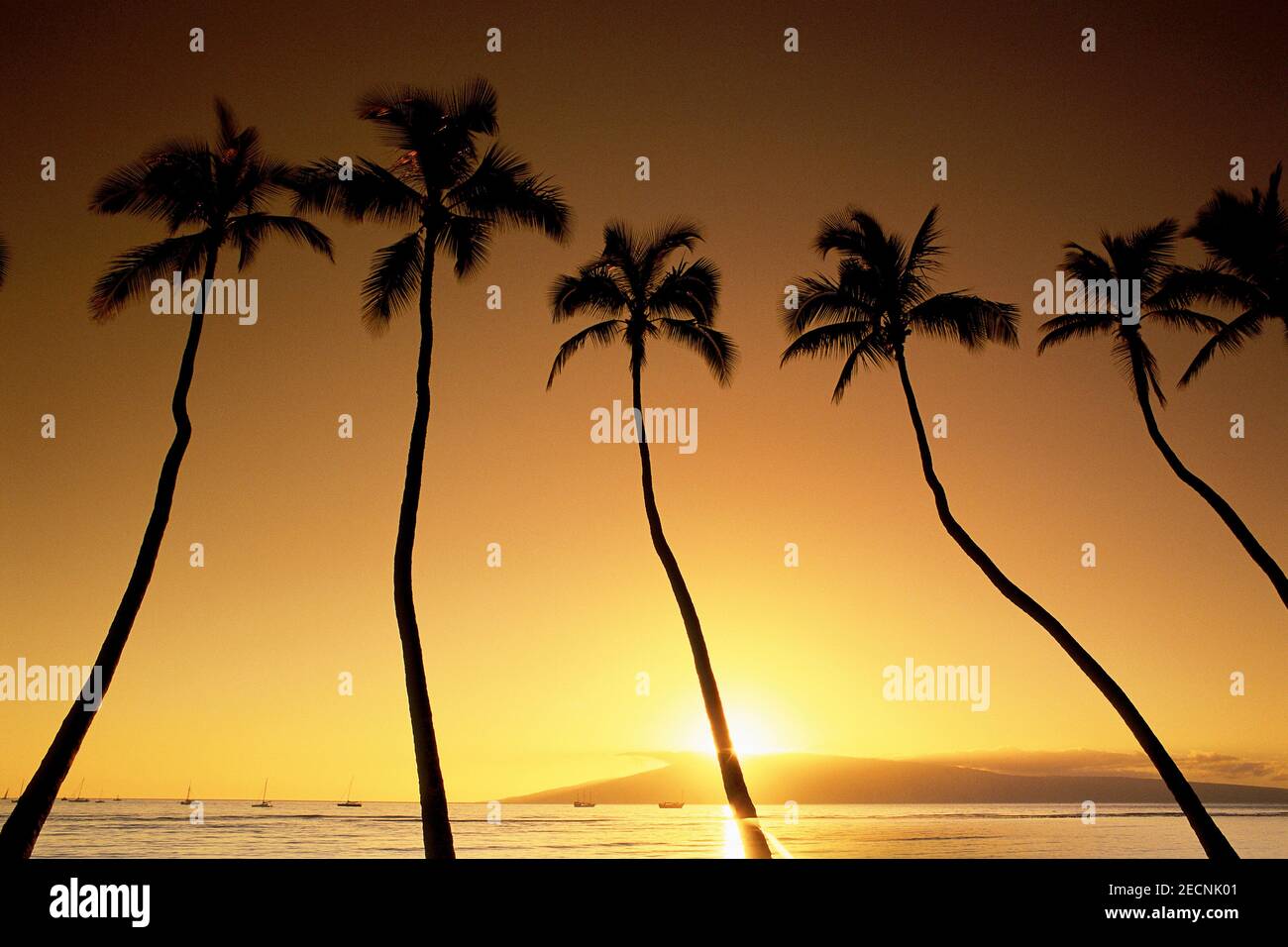Sunset silhouette palm trees hi-res stock photography and images - Alamy