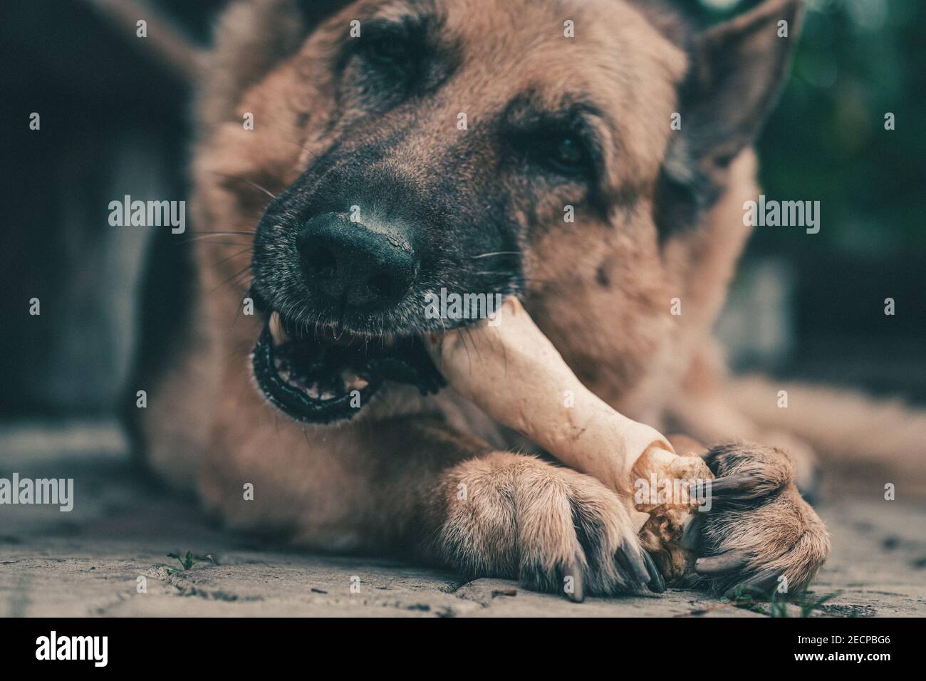 Are Bones Safe For German Hound Puppies