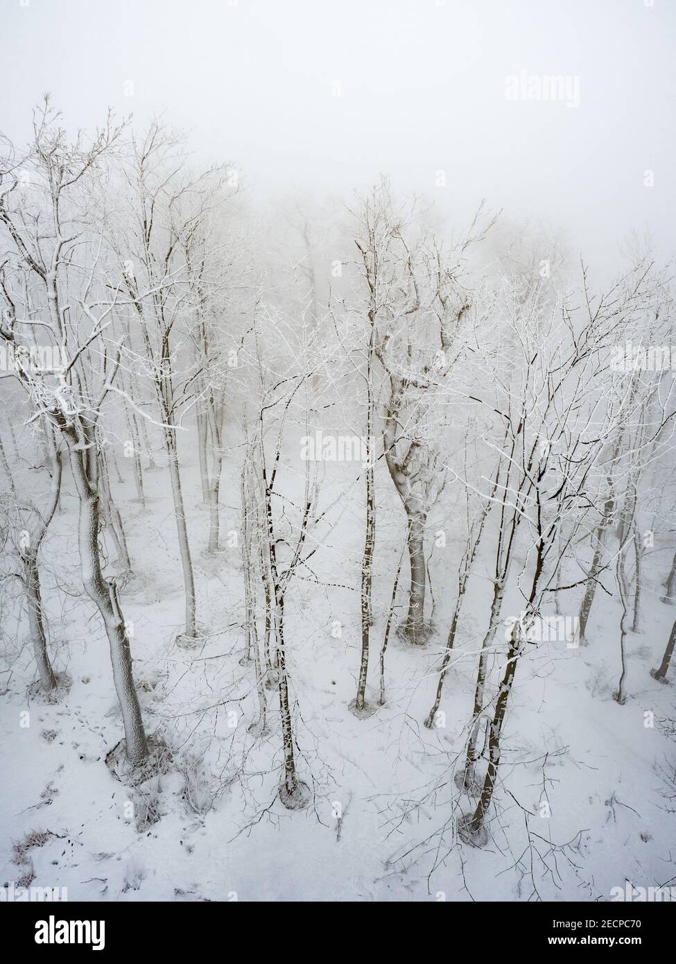 Drone birds view snow covered trees in the winter forest. Heavy mist and gentle snowing Stock Photo