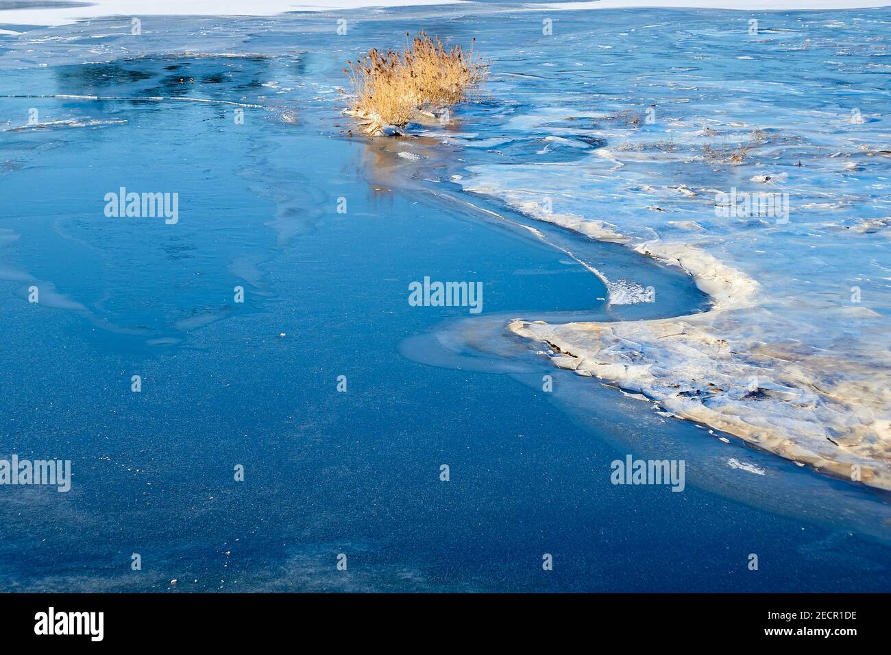 Reed in frozen floodplains Stock Photo