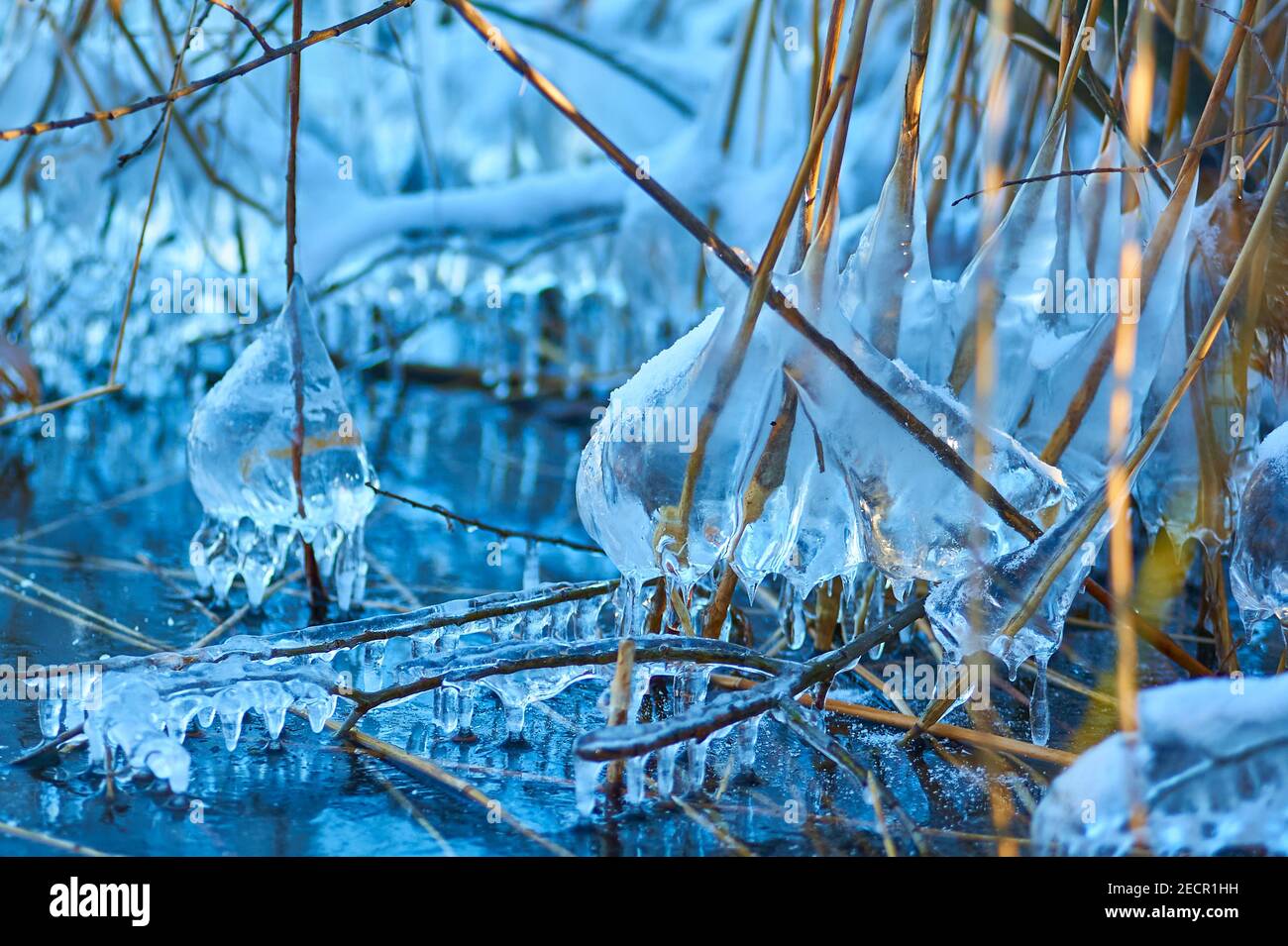 Reed with frozen waterdrops Stock Photo
