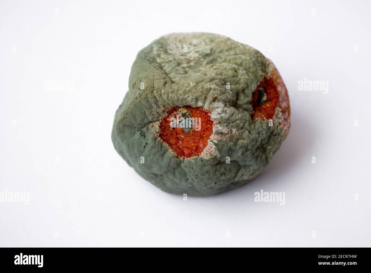 tangerine with mold on a white background. Citrus with fungus. Spoiled product.selective focus. soft focus. Stock Photo