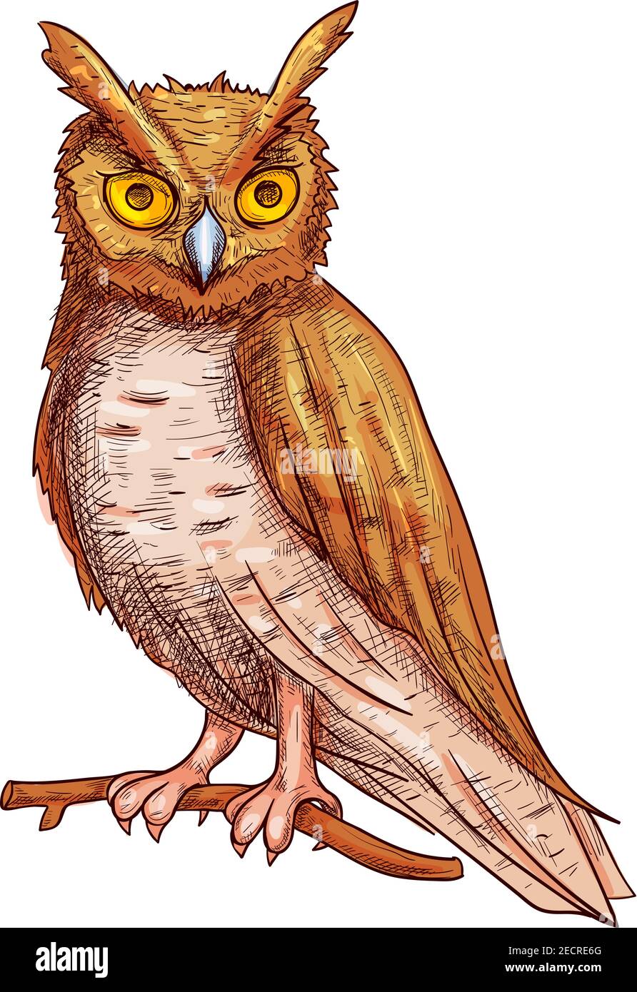 Owls Drawings In Color
