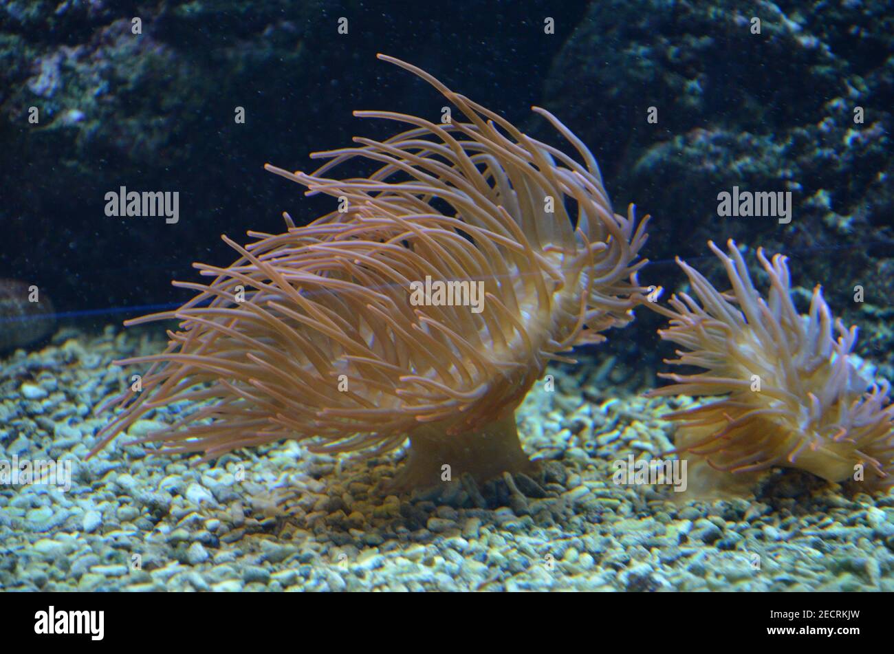 Colorful see anemone in Frankfurt zoo, Germany Stock Photo - Alamy