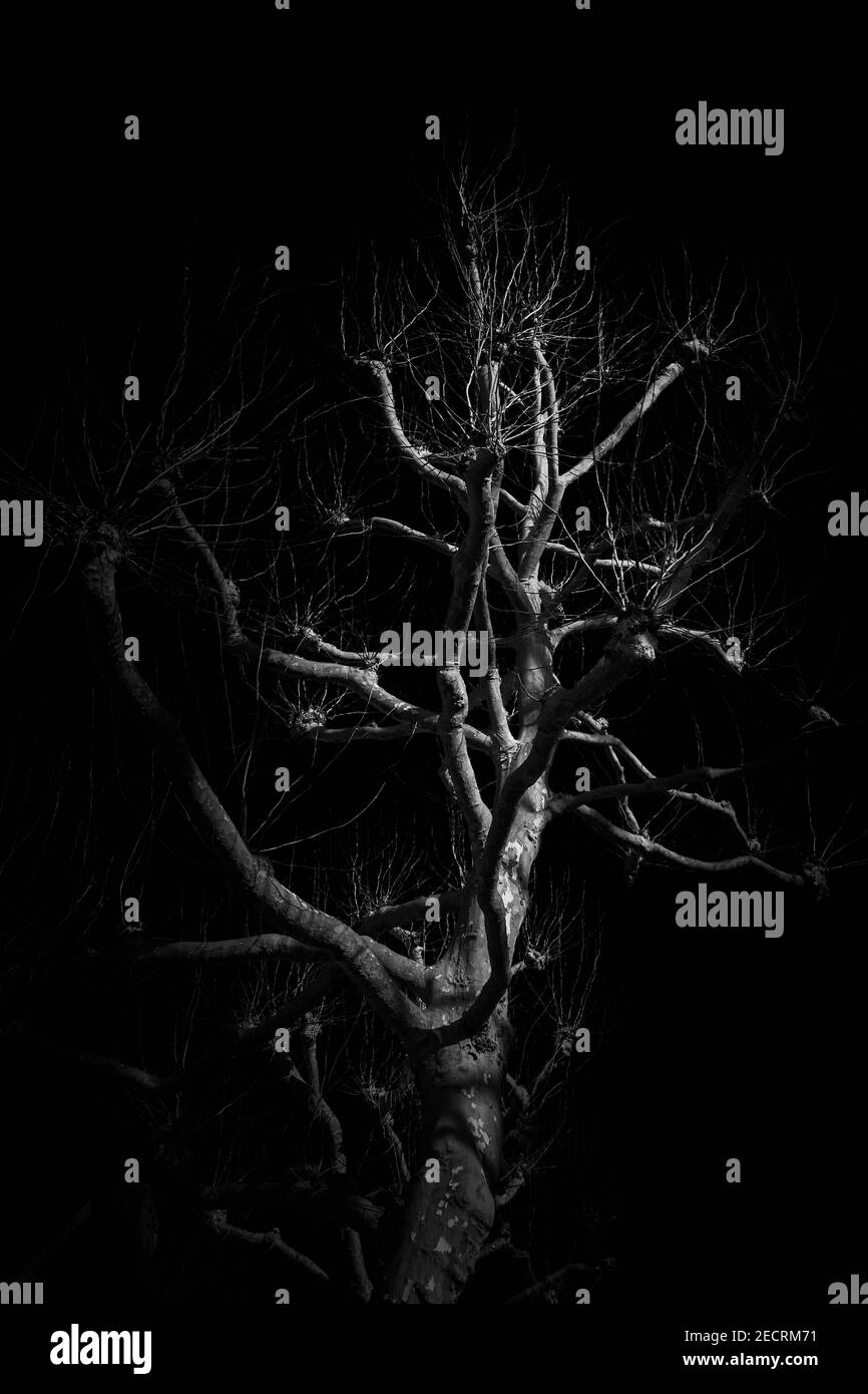 Tree with no leaves hi-res stock photography and images - Alamy