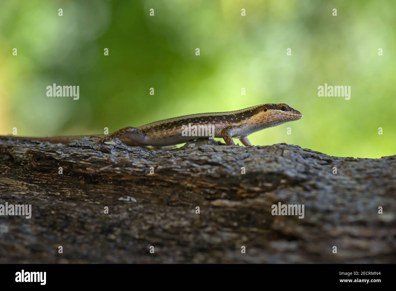 African Striped Skink - Trachylepis striata, beautiful common lizard from African woodlands and gardens, Zanzibar, Tanzania. Stock Photo