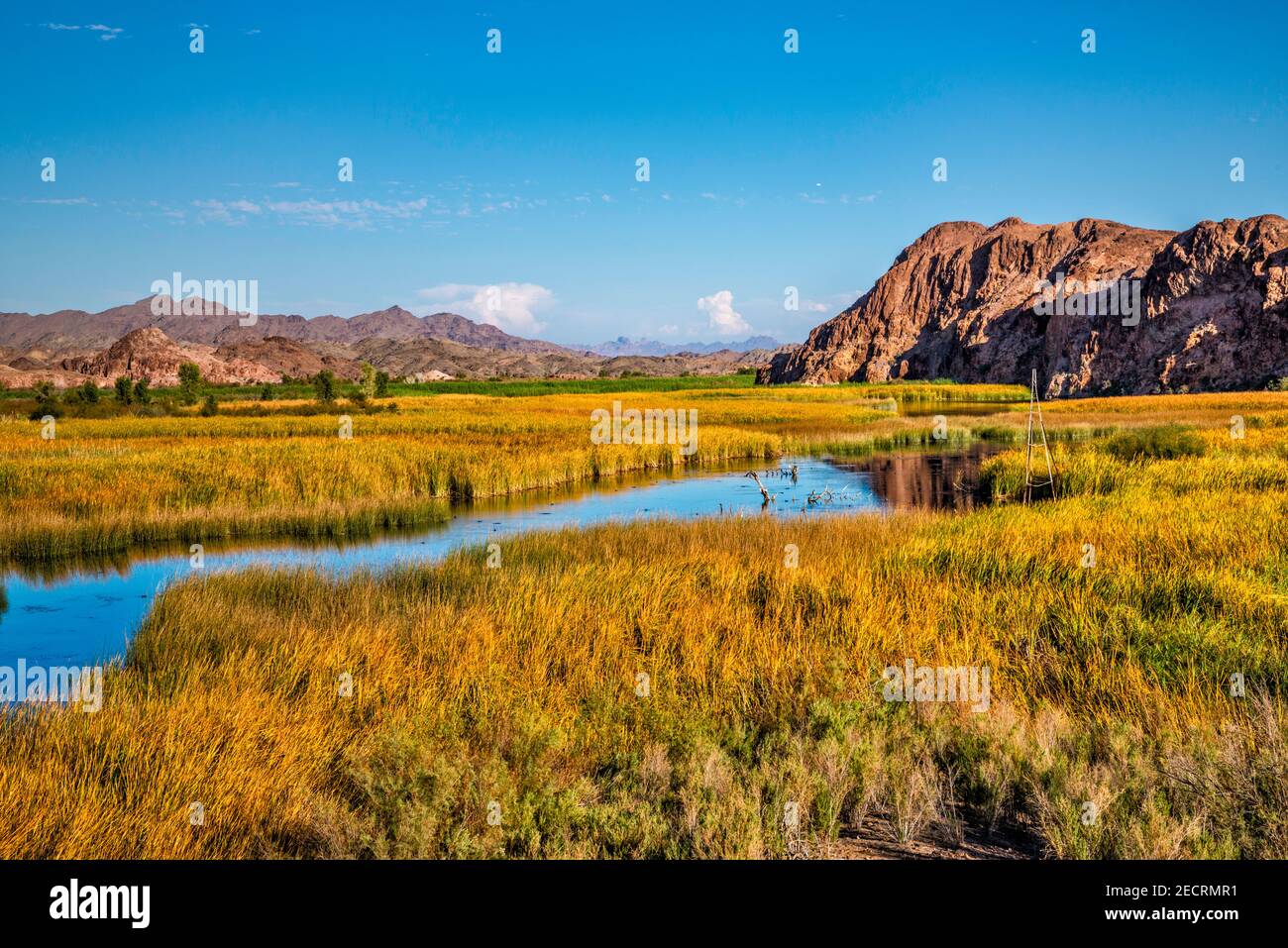 Taylor Lake, wetlands, riparian zone at Colorado River, Picacho State Recreation Area, Sonoran Desert, near Yuma, California, USA Stock Photo