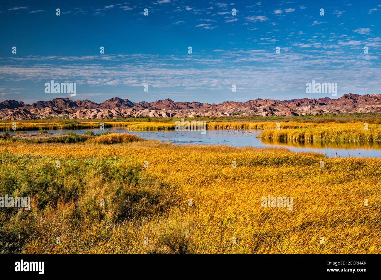 Taylor Lake, wetlands, riparian zone at Colorado River, Picacho State Recreation Area, Sonoran Desert, near Yuma, California, USA Stock Photo