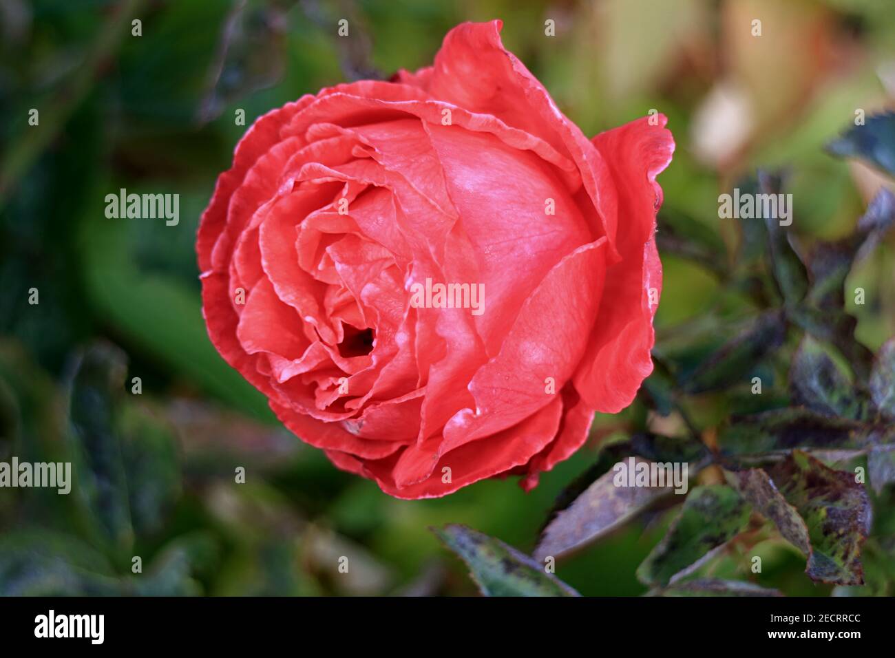 Closeup a Beautiful Red Rose in El Calafate, Patagonia, Argentina, South America Stock Photo