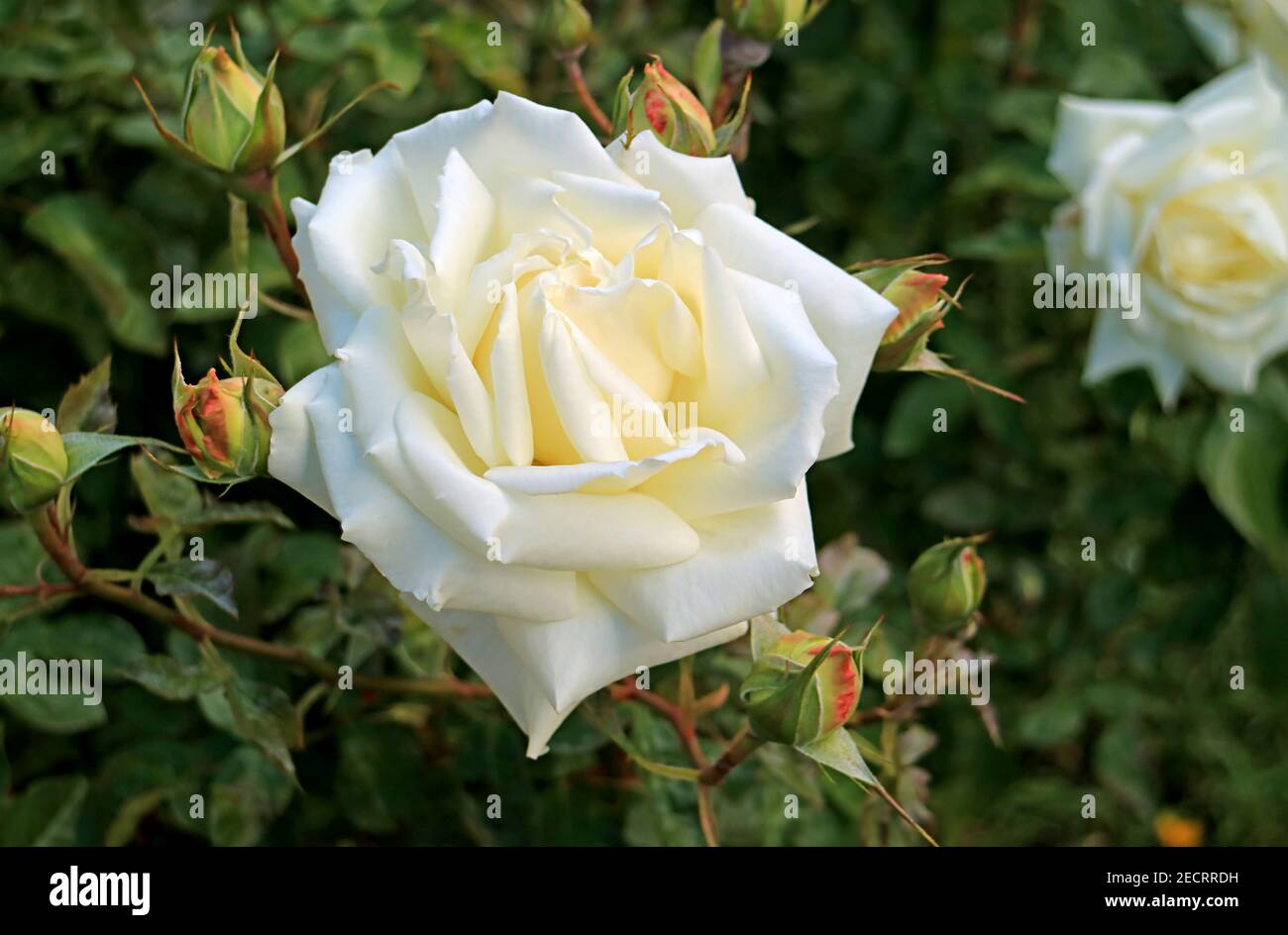Closeup a Gorgeous White Rose in the Town of El Calafate, Patagonia, Argentina Stock Photo