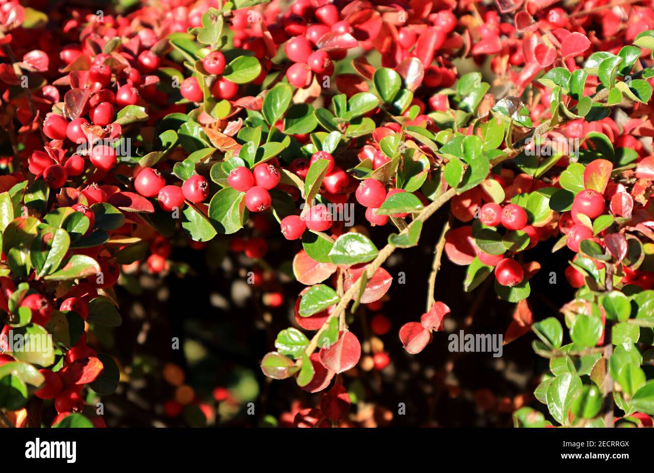 Red Berries Shrub in the Sunlight of Patagonia, Town of El Calafate, Argentina, South America Stock Photo