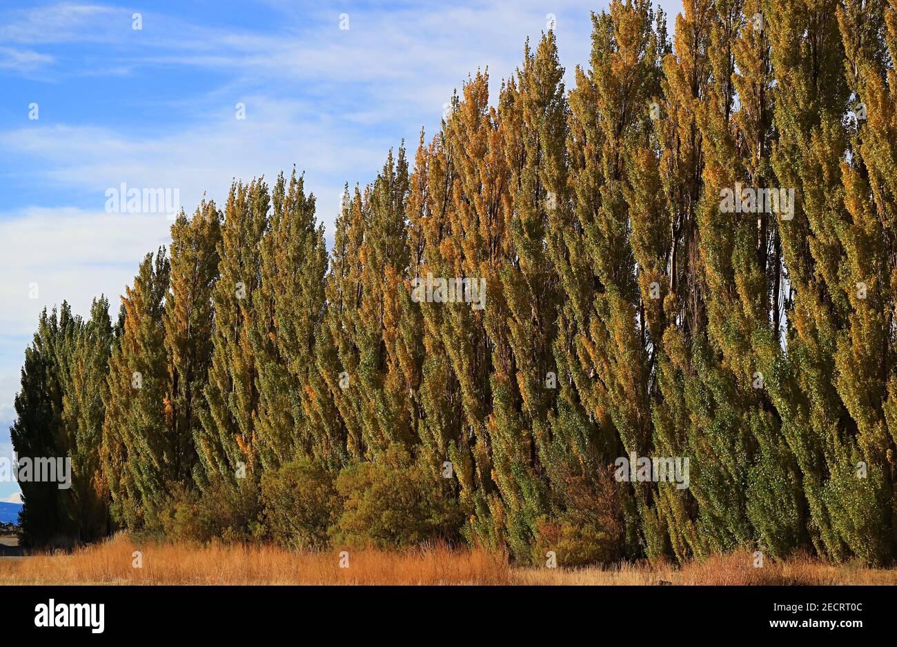 Stunning View of Row of Poplar Trees in the Autumn of Patagonia, Argentina, South America Stock Photo
