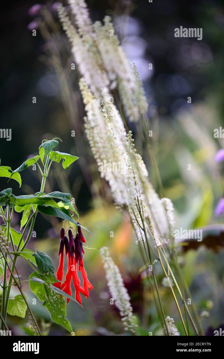 Salvia dombeyi,Actaea cordifolia Blickfang,giant bolivian sage,red scarlet flowers,Sacred Incan Sage,dark calyces,flower,mixed border,combination,clim Stock Photo