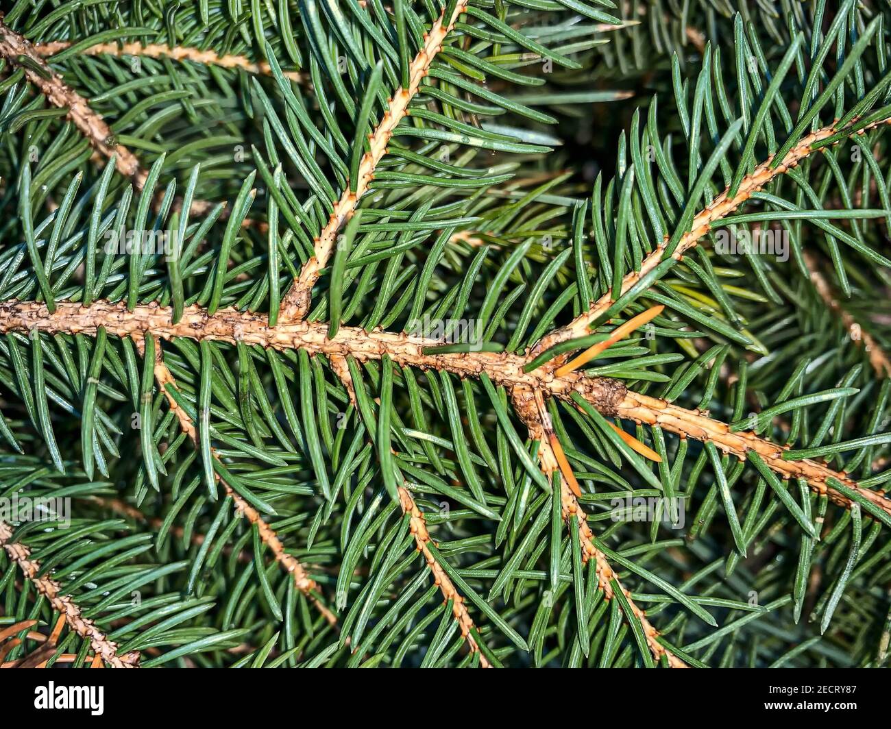 green spiky pine needles close up Stock Photo