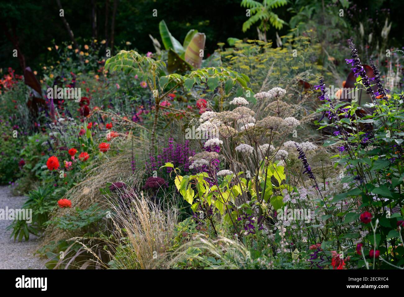 angelica sylvestris purpurea,salvia amistad,dahlia taratahi ruby ...