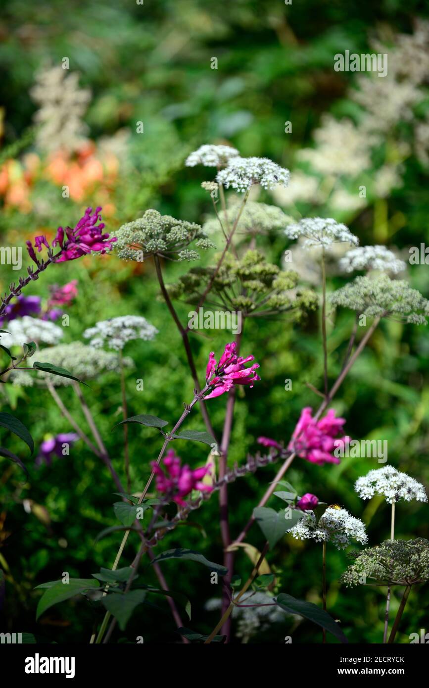 Angelica Sylvestris Purpurea Hi-res Stock Photography And Images - Alamy