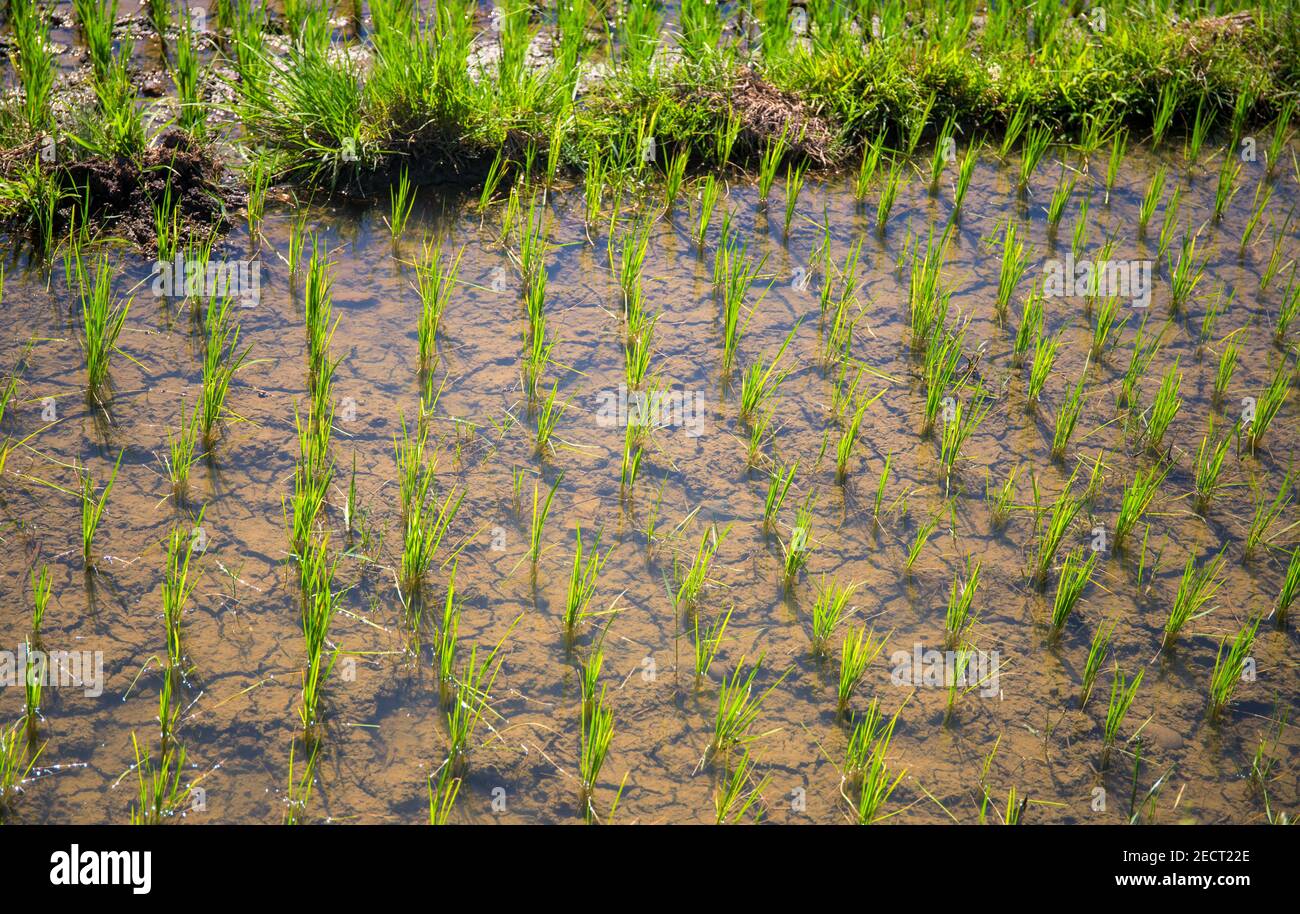 Rice field with green plants. Planting seeds in paddle. Water on rice ...