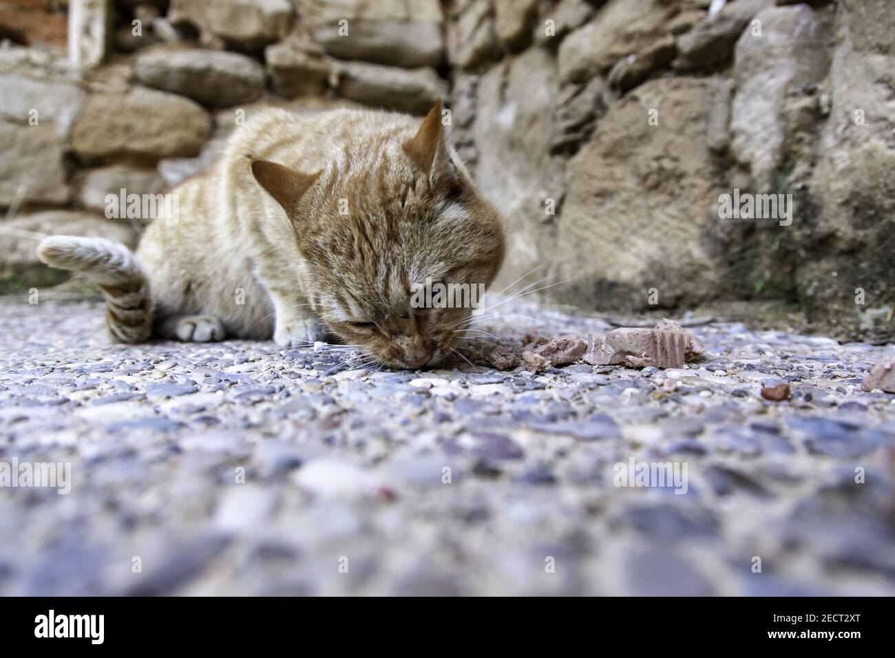 Stray cats eating in the street, detail of abandoned animals Stock