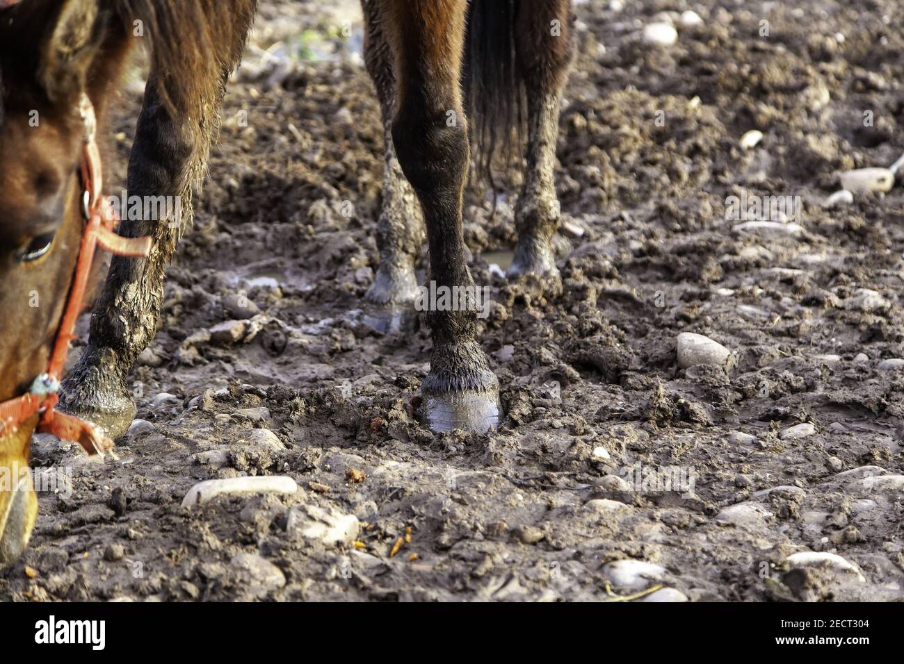 Horse legs walking in mud, domestic animals, equestrian Stock Photo Alamy