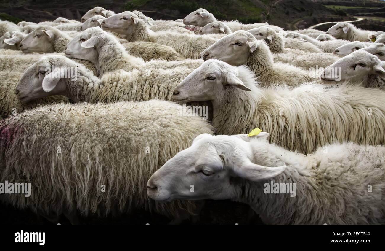 Flock of sheep in field, free farm animals, rancher Stock Photo - Alamy