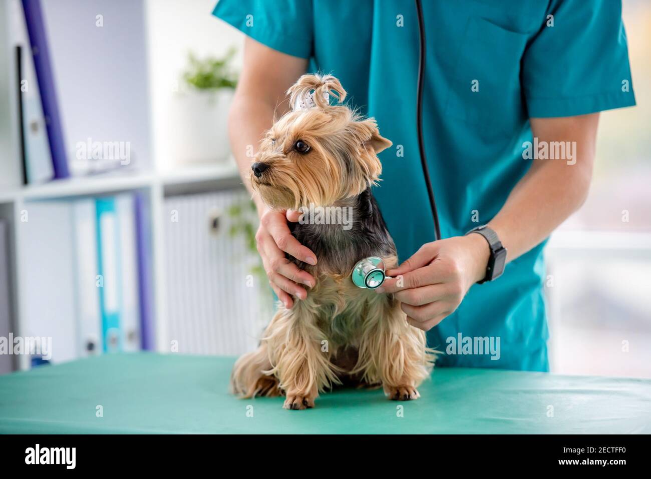 Yorkshire terrier during appointment in veterinary clinic Stock Photo