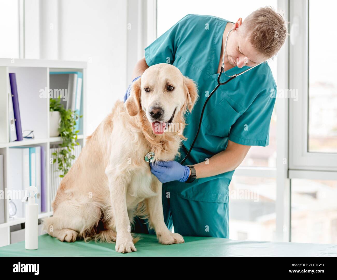 Dog doctor stethoscope golden hi-res stock photography and images - Alamy Dog doctor stethoscope golden hi-res stock photography and images - Alamy