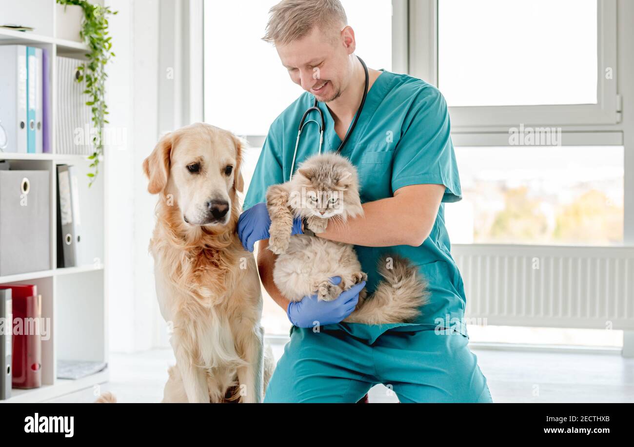Vet with dog and cat in clinic Stock Photo Alamy