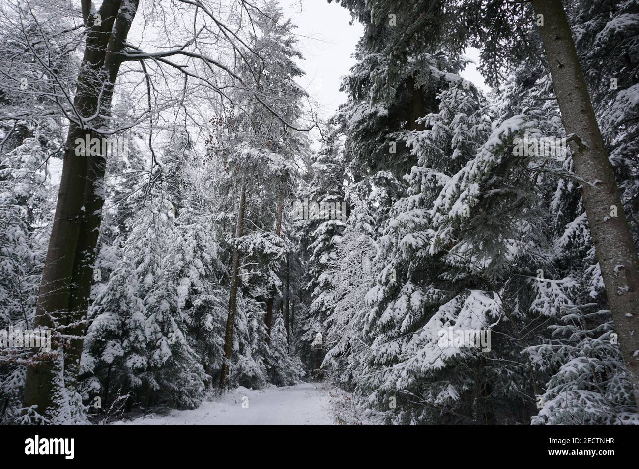 A beautiful white forest covered with snow Stock Photo - Alamy