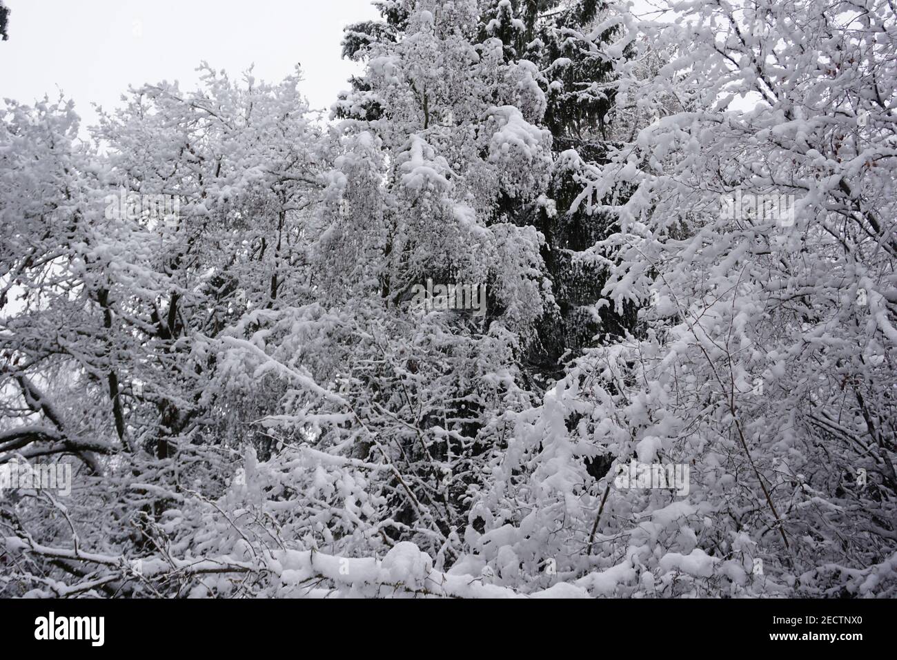 A beautiful white forest covered with snow Stock Photo - Alamy