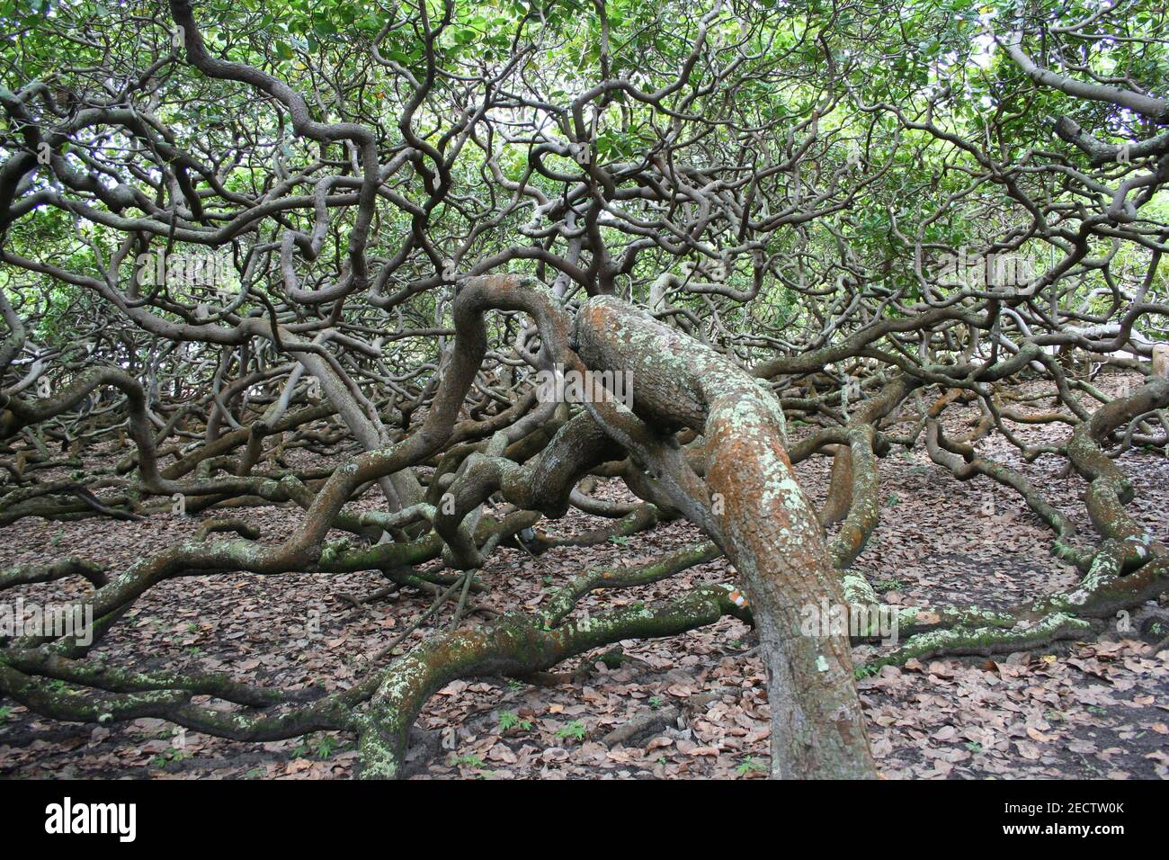 The largest cashew tree in the world Stock Photo