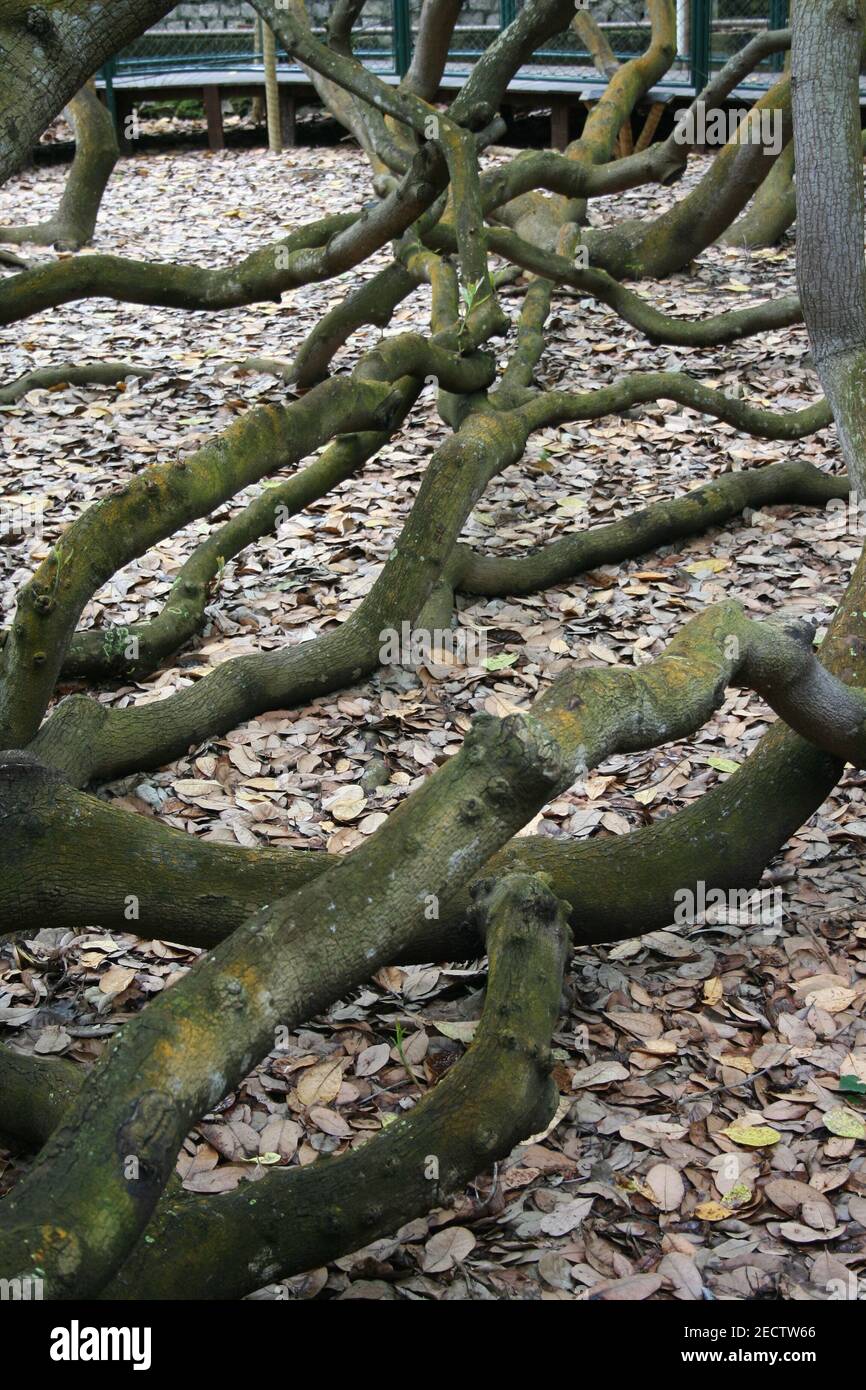 The largest cashew tree in the world Stock Photo