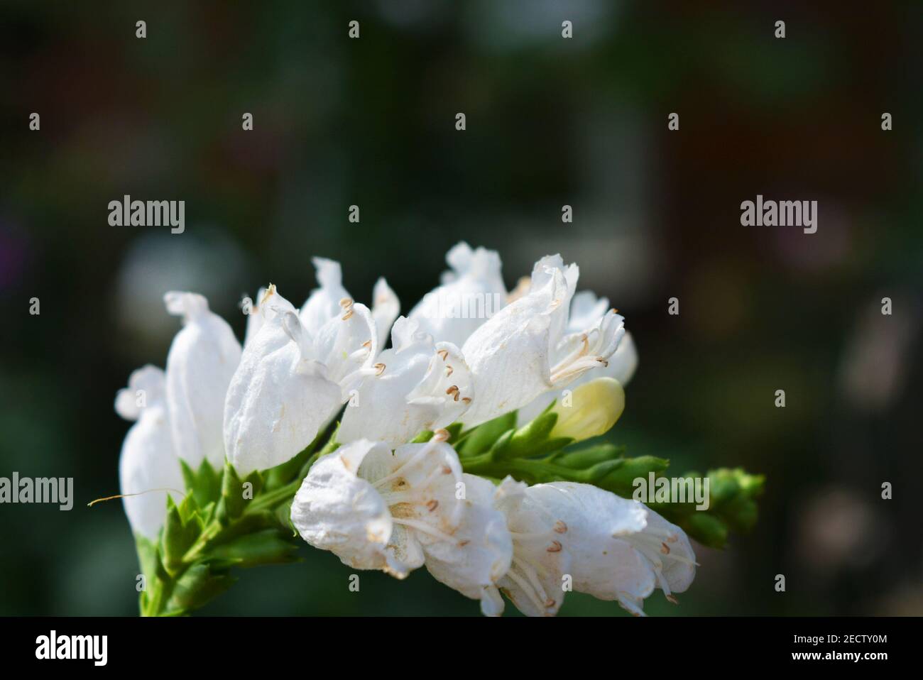 White perennial physostegia flowers in the form of small bells on green leafy background, lionshearts or false dragonheads Stock Photo