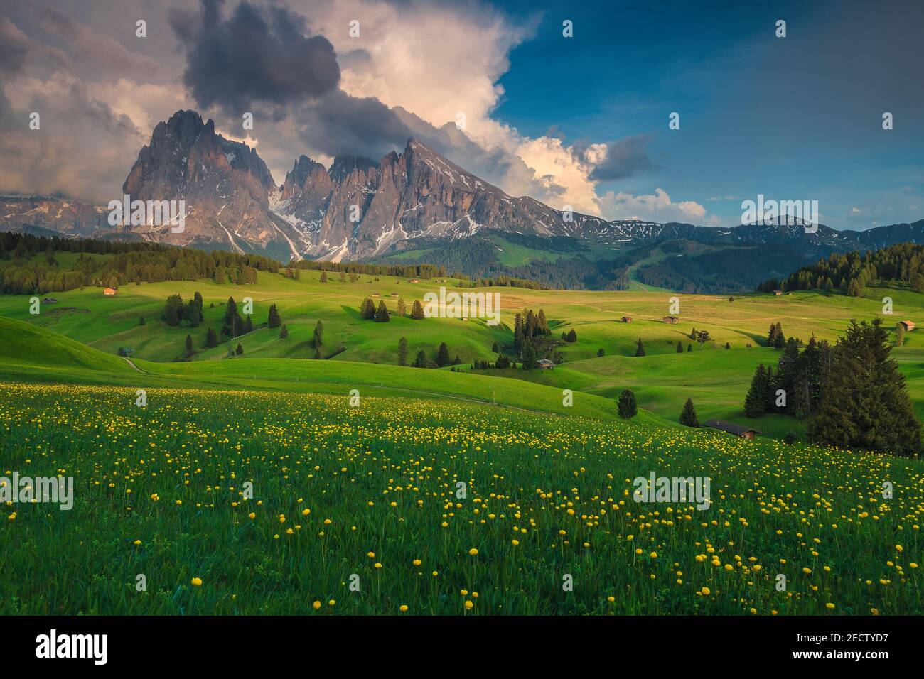 Stunning summer scenery with yellow globeflowers (trollius) on the green fields and snowy mountains in background, Alpe di Siusi, Dolomites, Italy, Eu Stock Photo