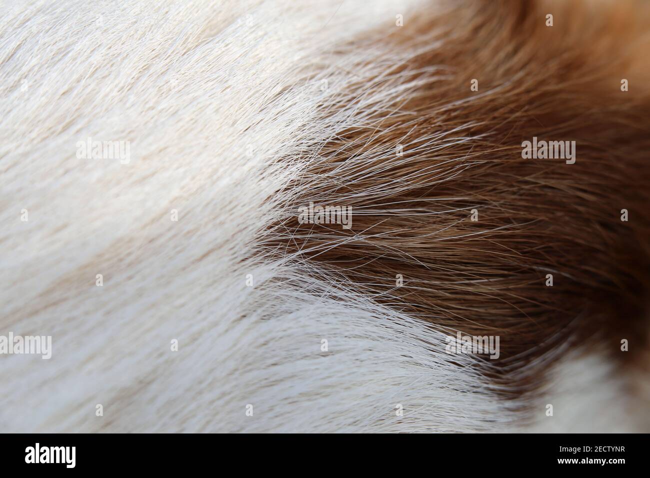 White and brown Jack Russell terrier in a closeup. Soft, fluffy, straight hair of the friendly little pet dog. Lovely texture. Closeup of the terrier. Stock Photo