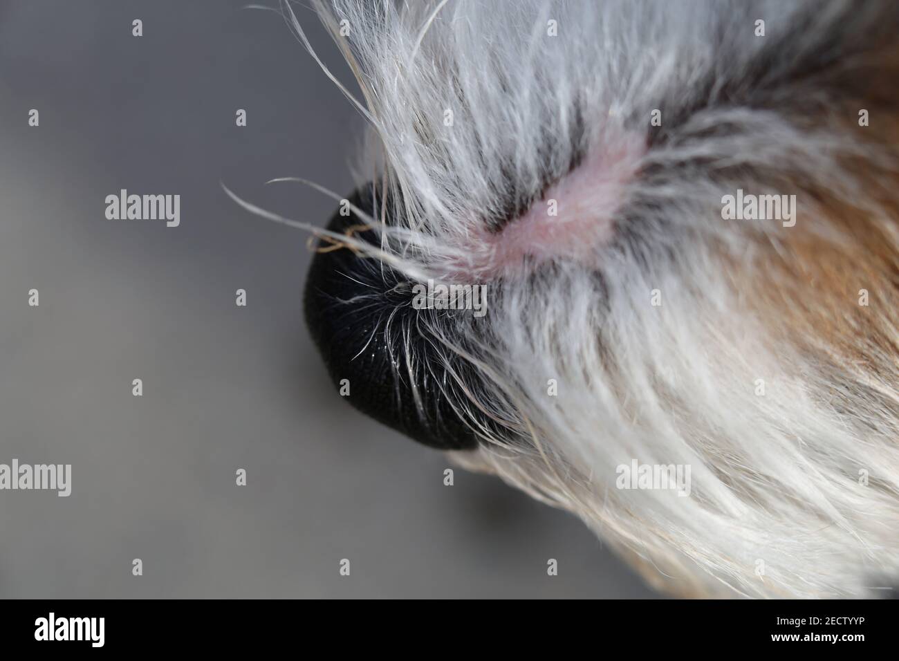White and brown Jack Russell terrier in a closeup. Soft, fluffy, straight hair of the friendly little pet dog. Lovely texture. Closeup of the terrier. Stock Photo