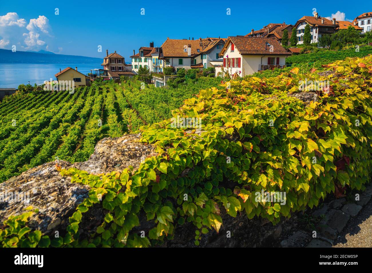 Vine plantation hires stock photography and images Alamy