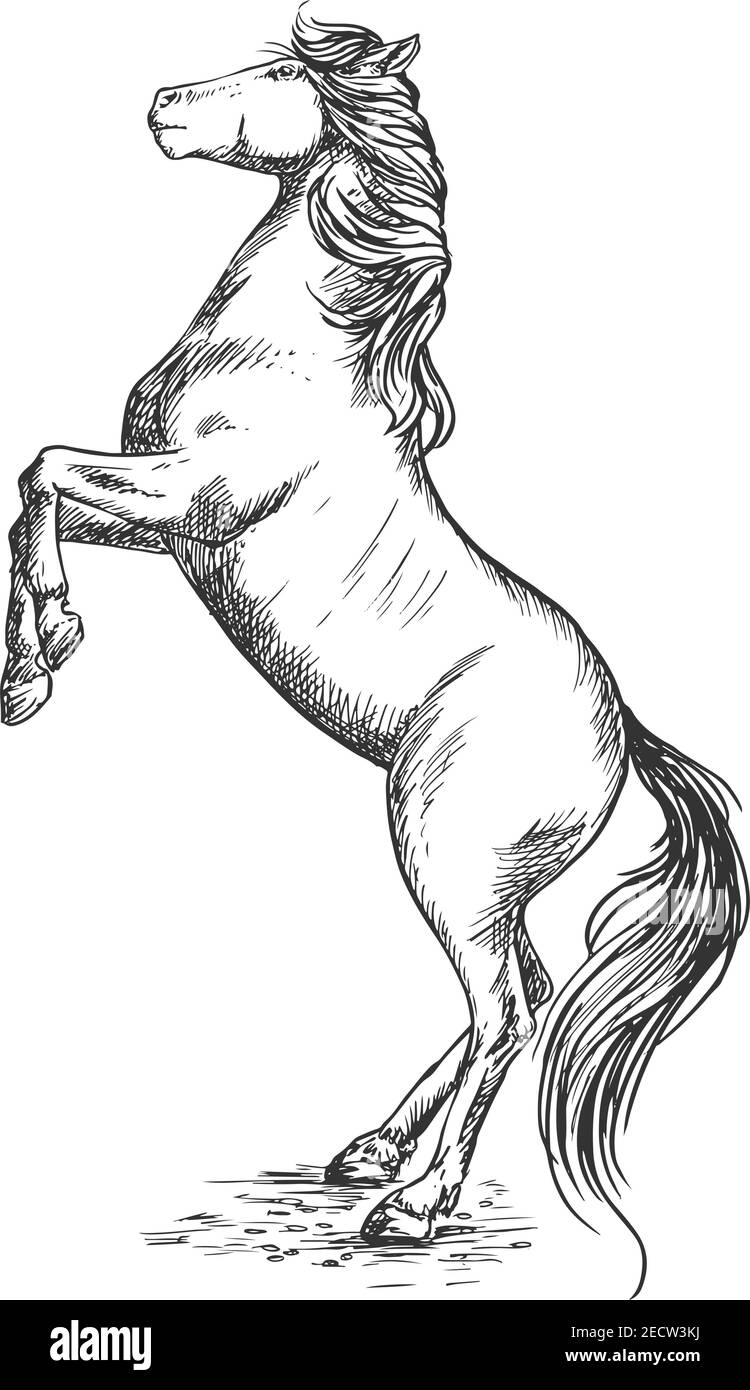 White horse rearing on hind hoofs sketch vector portrait. Trained ...