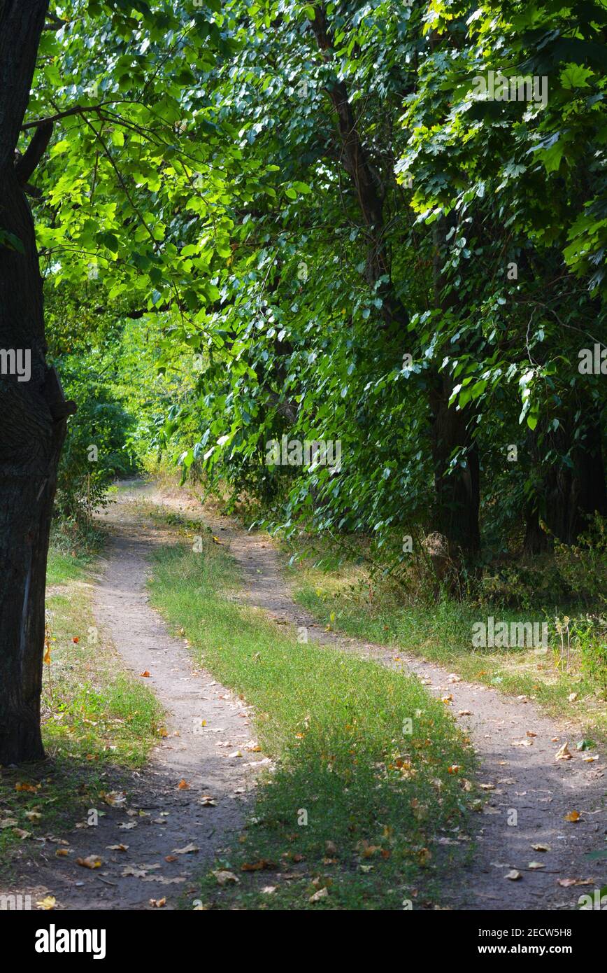 Green Hills Trees Shrubs With Bright Sky In The Shevchenko Housing green-hills-trees-shrubs-with-bright-sky-in-the-shevchenko-housing
