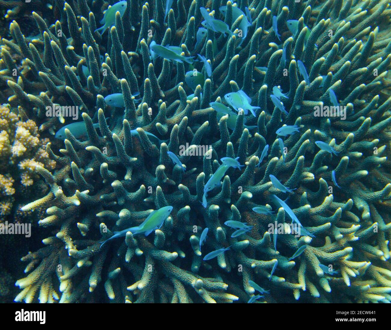 Blue fish hide in spiky coral. Exotic island sea shore. Tropical seashore landscape underwater photo. Coral reef animal. Sea nature view. Sea fish in Stock Photo